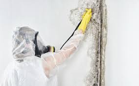 Mold Odor Removal Services in University, MS